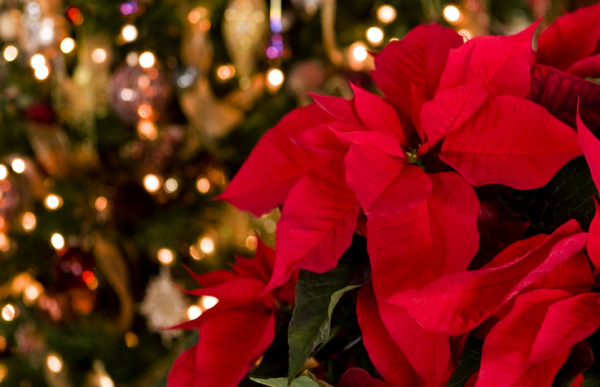 You are currently viewing Are poinsettias, mistletoe, or holly plants dangerous?